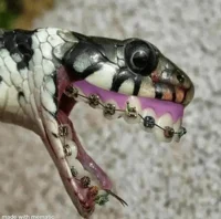 eater snake