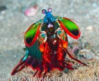 Mantis Shrimp 