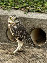 Burrowing Owl