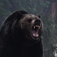 Pissed Grizzly Bear