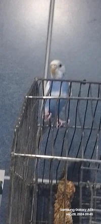 Parakeet budgierigar