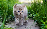 Cute cat