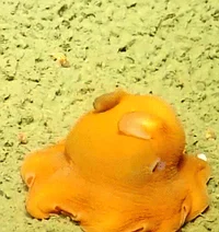 Dumbo octopus 