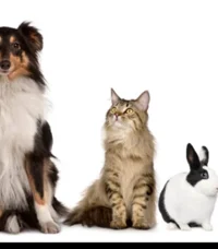 Mother Natures Court