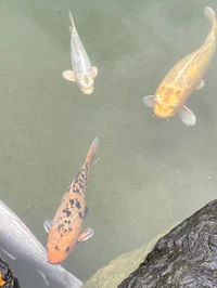 Koi fish