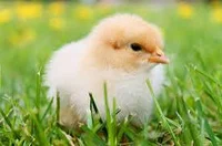 A cute baby chick