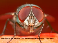 Fred The Fly