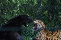 Pantera y Leopardo