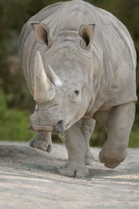 Ricky Rhinoceros 