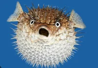 Puffy Pufferfish 