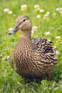 Monica Mallard 