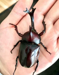 Russell Beetle 