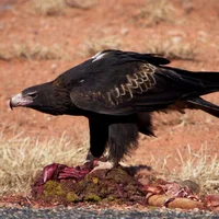Wedge-Tailed Eagle