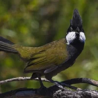 Eastern Whipbird