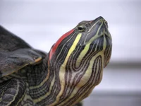 Tank The Turtle 