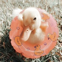 Baby Duck