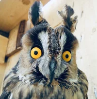 Nesquik and Cadillac