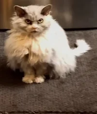 Roast Battle