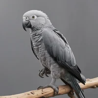 Apollo the Parrot