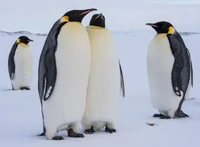 Pedro Penguin 