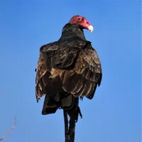 Vlad Vulture 
