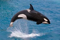 Killer whale vore
