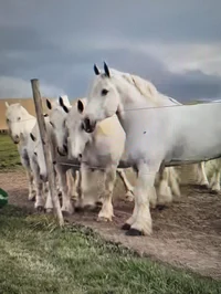 Draft horses