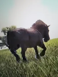 Horse