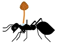 Zombie-Ant Fungus
