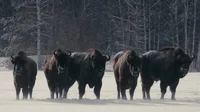 Bison Herd