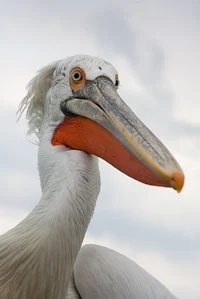 Phillip The Pelican