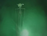 Magnapinna Squid