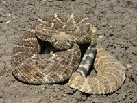 Rattlesnake Blake 