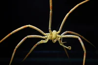 Antarctic Sea Spider