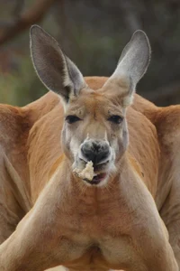 Kyle Kangaroo 