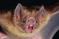Le Bat