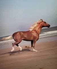 Horse