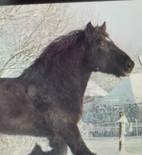 Draft horse