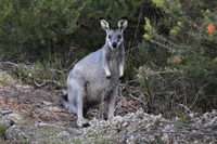 Wallace Wallaby