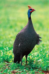 Gene Guineafowl 