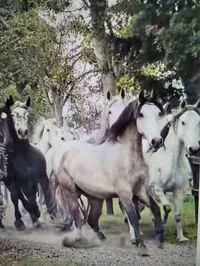 Horse herd