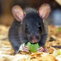 Runt The Rat