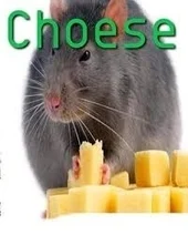 1 - a rat