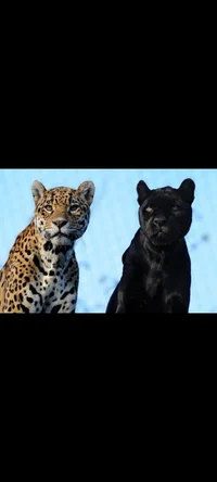 Pantera y Leopardo