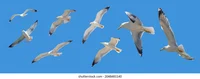 Scotty Seagull 