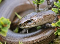 Sniper The Slow Worm