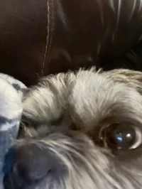 Bear the dog