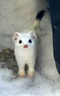 Erika Ermine 