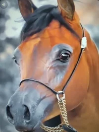 Arabian horse