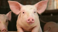 Pat The Pig